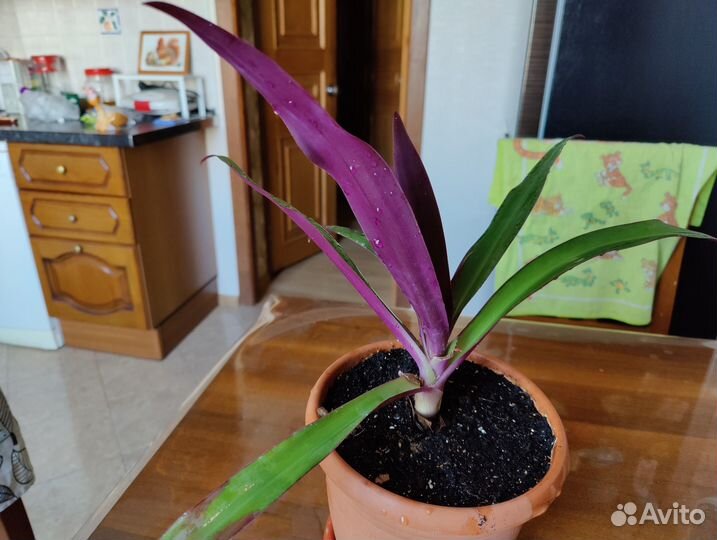 Традесканция рео