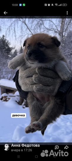 Детки -щеночки