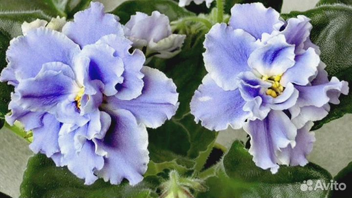 Фиалки сортовые