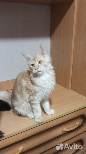 Котята мейн-кун