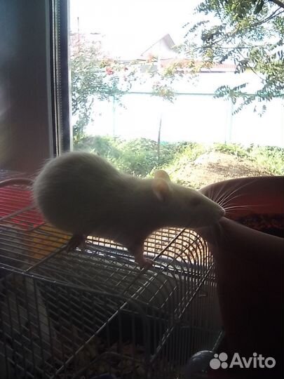 Крыса Дамбо