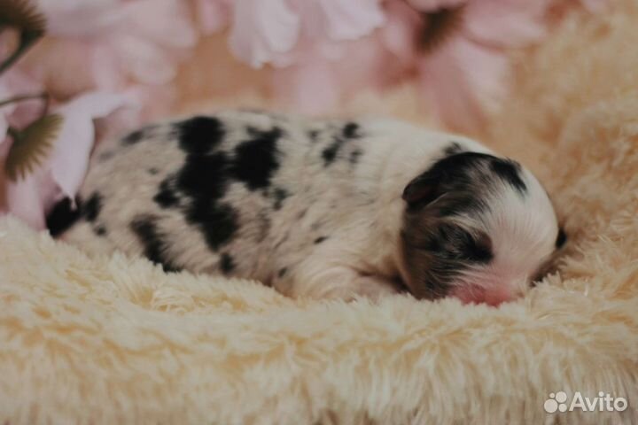 Щенки аусси