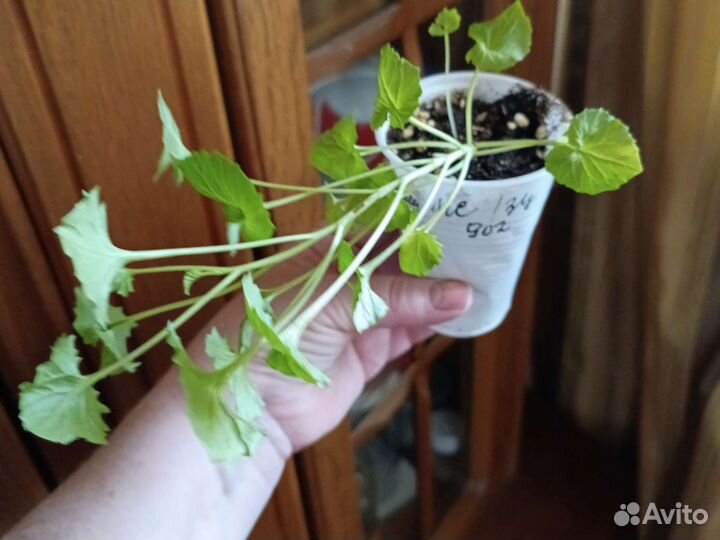 Кампанула жених и невеста колокольчик