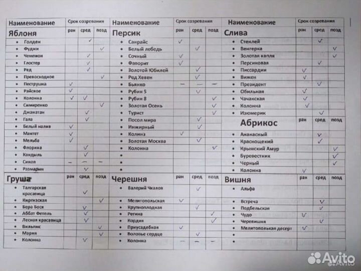 Саженцы Голубики Река