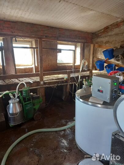 Продаётся действующая ферма со швицкими коровами