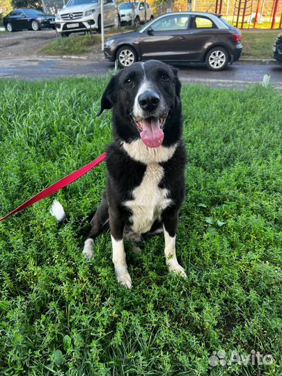 Собака Луна