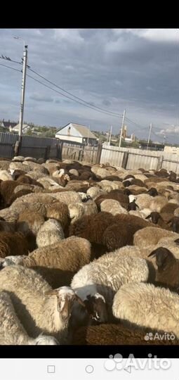 Курдючные бараны овцы