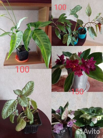 Продаются комнатные растения