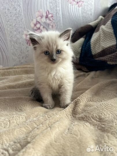 Невская маскарадная