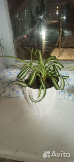 Хлорофитум