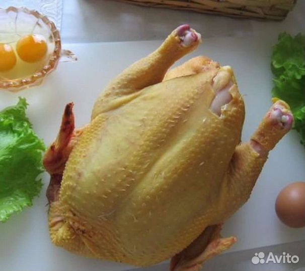 Цыплята несушки, бройлеры, перепела