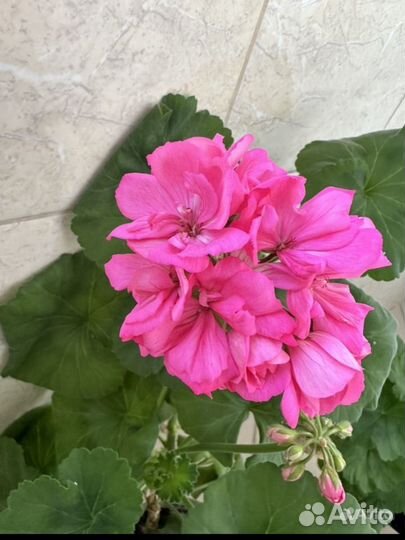 Пеларгония герань