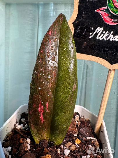 Замиокулькас вариегатный блек пинк