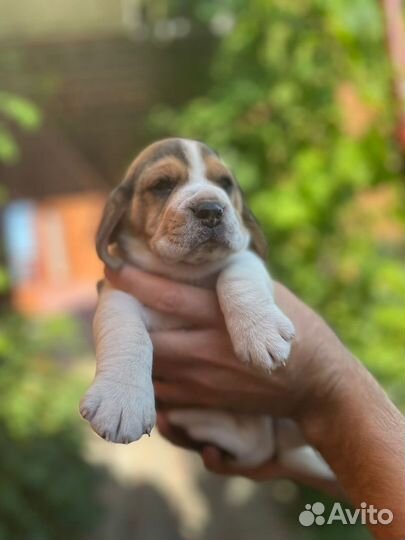 Щенки Бигль