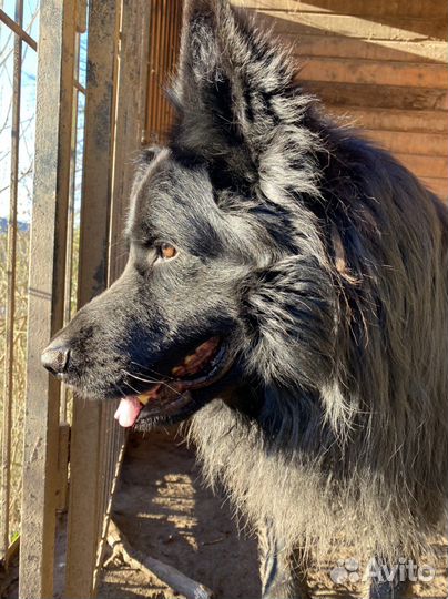Собака немецкая овчарка