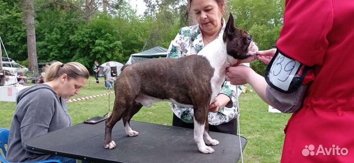 Бостон терьер вязка