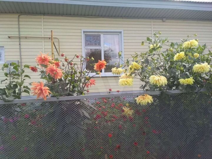 Дом 50 м² на участке 15 сот.