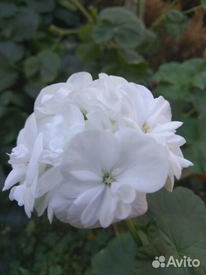 Пеларгония, комнатные и садовые растения