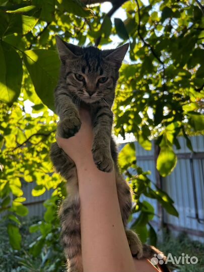 Котята