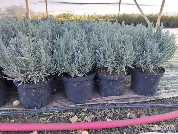 Декоративные кустарники