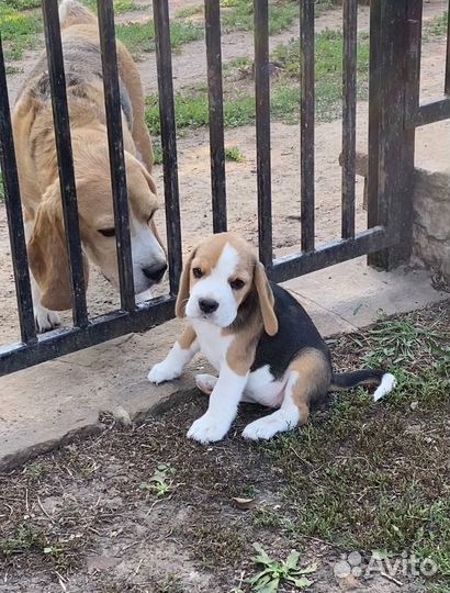 Девочка бигля