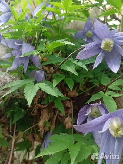 Клематис 2 гр. Альпина Блю (Alpina Blue)