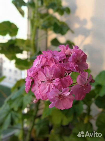 Пеларгония герань