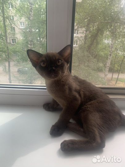 Бурманский котенок