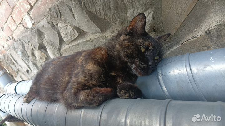 Трехцветное чудо для особенных людей