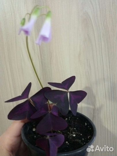 Счастье в дом - Кислица оксалис