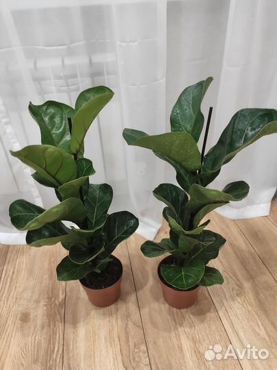 Фикус лирата бамбино Комнатные растения