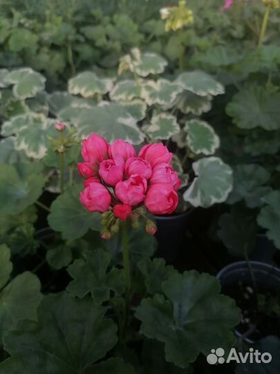 Герани сортовые