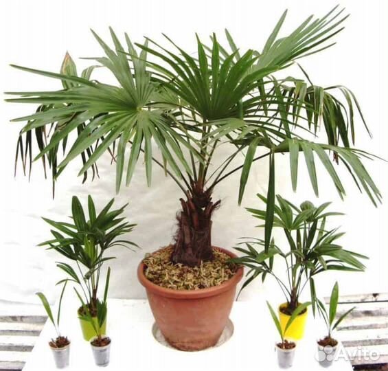Пальма трахикарпус