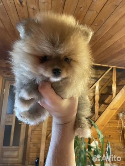 Щенки шпица