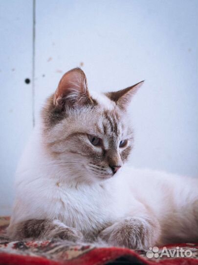 Кошки бесплатно