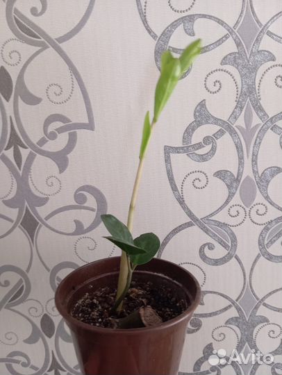 Замиокулькас