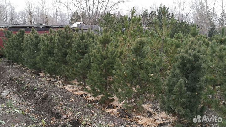 Саженцы кедра экстра класс