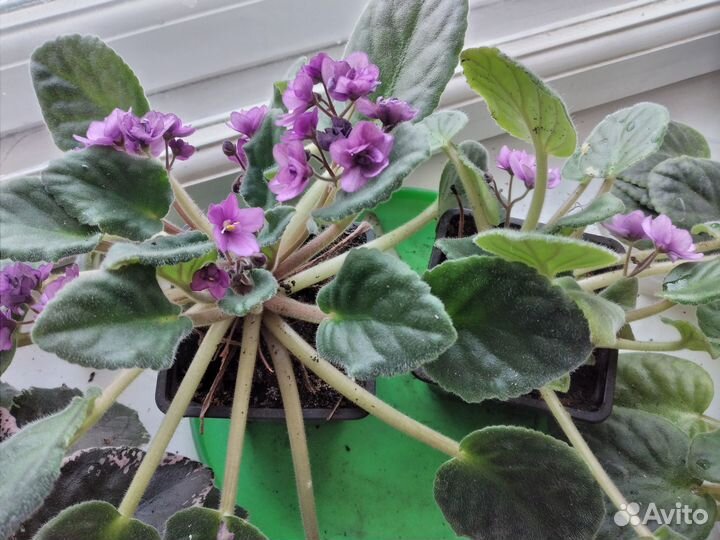 Сенполия -фиалка Spootnik цветущая