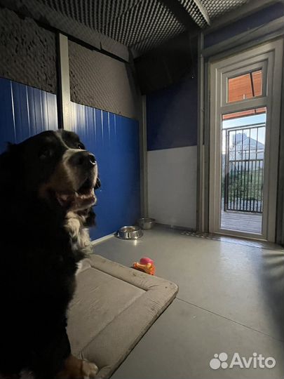 Зоогостиница, передержка собак и кошек