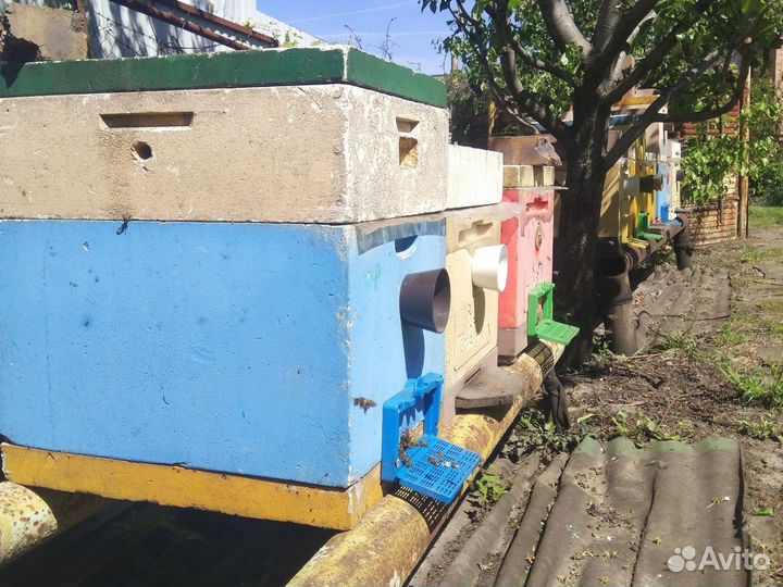 Пчелопакеты карпатки и дочек 3+1