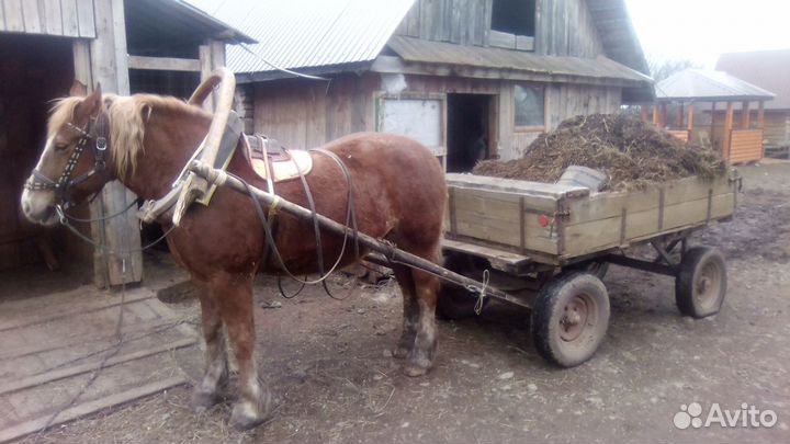 Конский навоз