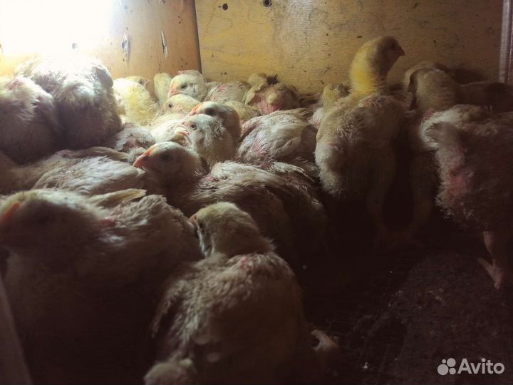 Бройлеры кобб 500