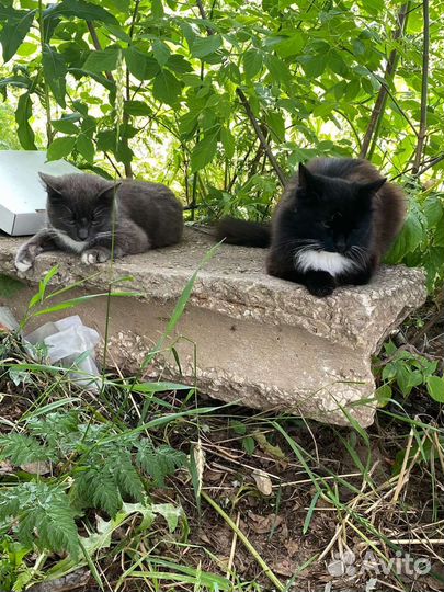 Кошки в добрые руки