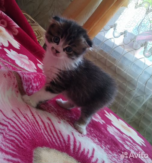 Отдам в добрые руки котят