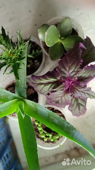 Комнатные цветы