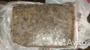 Мотыль. Артемия. Стрептоцефал. Аквариумные рыбки