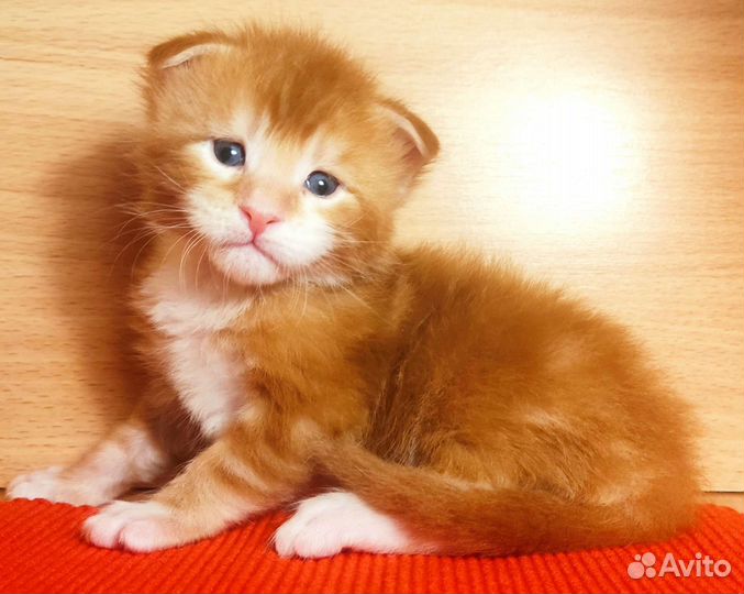 Котята Мейн Кун мальчики и девочка