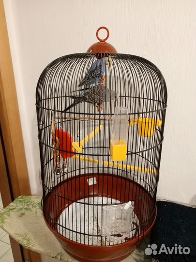 2 волнистых попугая + новая клетка