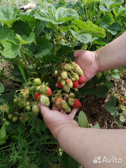Клубника укоренённые усы