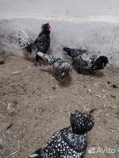 Продам Падуаны серебро, Фафероль лососевые